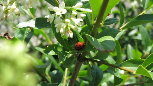 Ligusterblüte 2