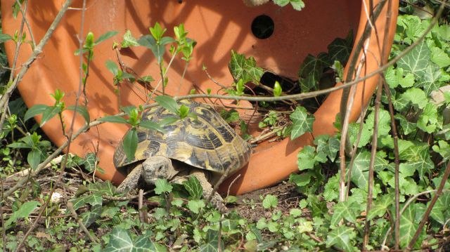 Willi In Der Sonne 2