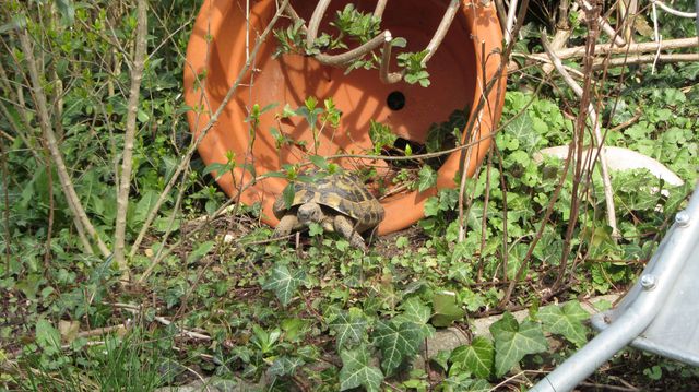 Willi in der Sonne_1