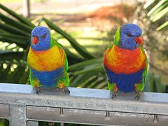 Rainbow Lorikeet 1036386  180