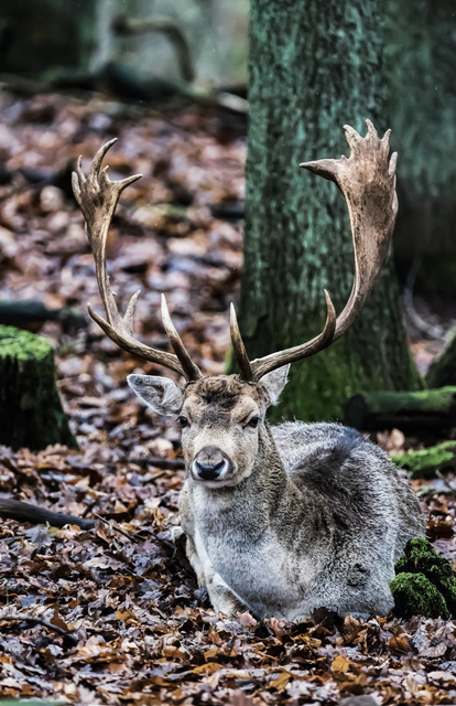 hirsch