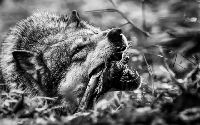 Wolf