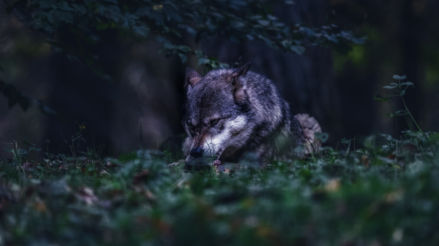 Wolves ov Siberia