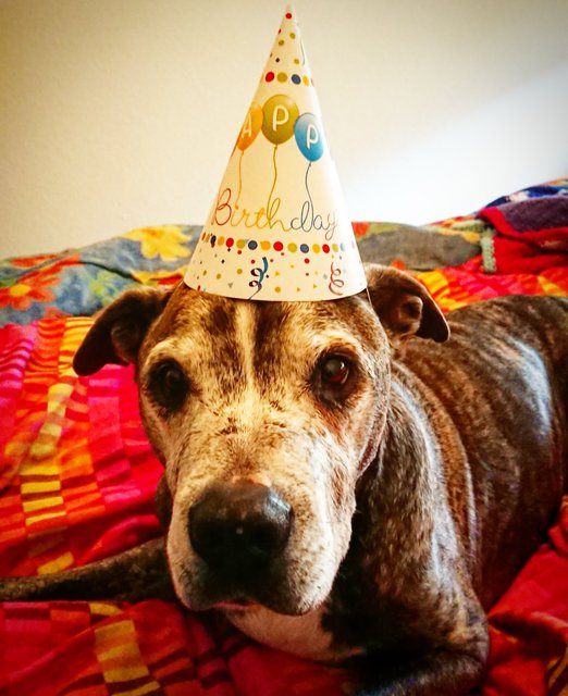 Birthday Doggy