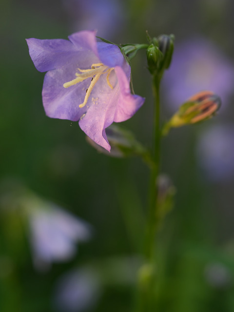 Glockenblume