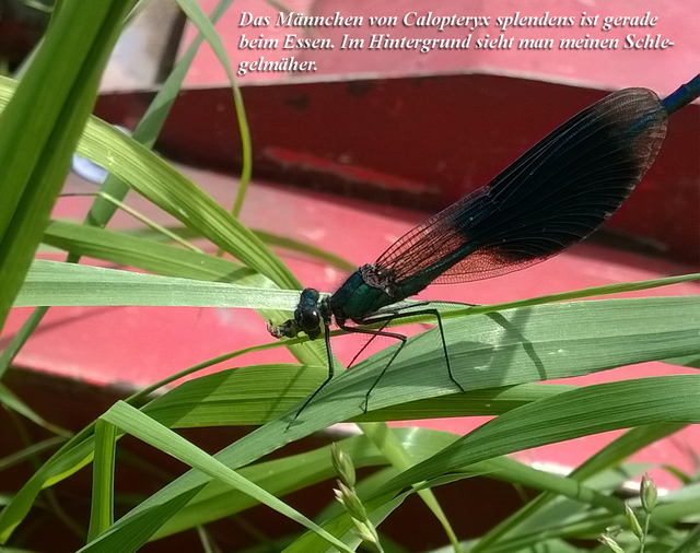 05. Calopteryx splendens  , die Gebnderte Prachtlibelle (Calopterygidae , UO Zygoptera)