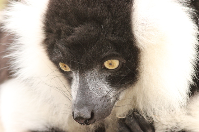 05-Lemur im Duisburger Zoo (1)