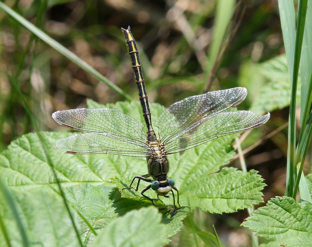 07-Gomphus pulchellus - das Tier scheint gerade etwas zu verzehren