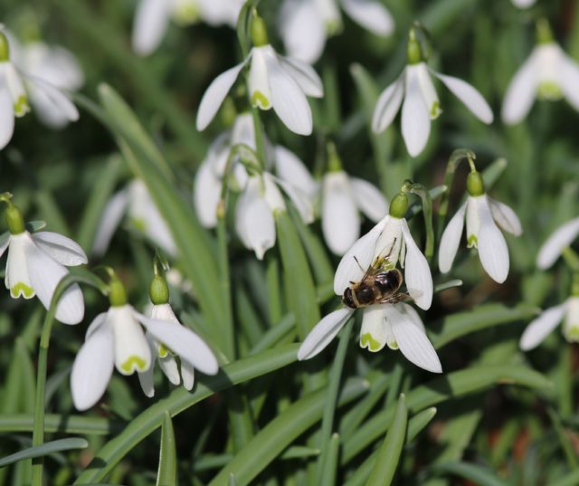 15. Eine Fliege der Gattung Eristalis bei einem der ersten Bltenbesuche.