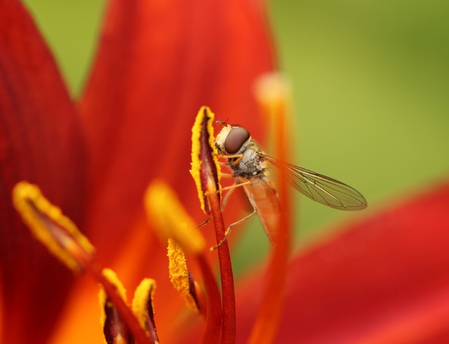 16 Blütenträume , Epistrophe Sp 