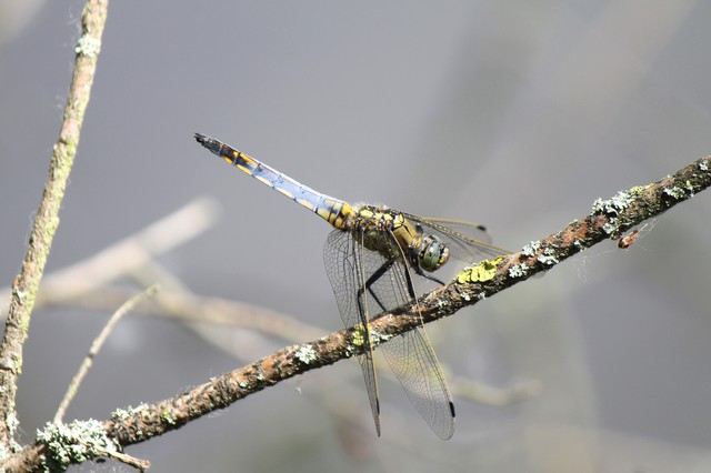 18. Dieser Blaupfeil (Orthetrum cancellatum , Libellulidae) zeigt deutliche gelbe Farbabweichungen 