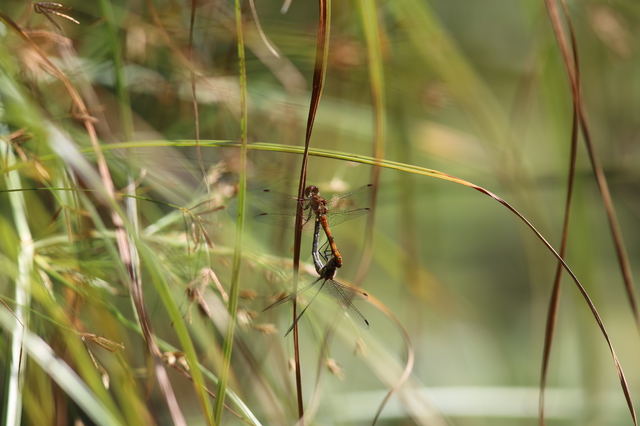 18. Sympetrum vulgatum (Libellulidar) - Paarungsrad