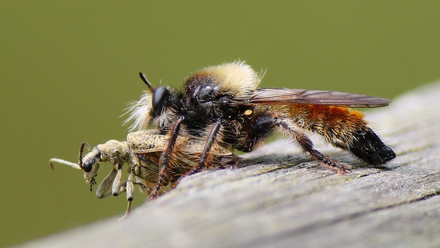 20 - Die Mordfliege Laphria flava beim Speisen , in diesem Fall ein Bockkfer (verm