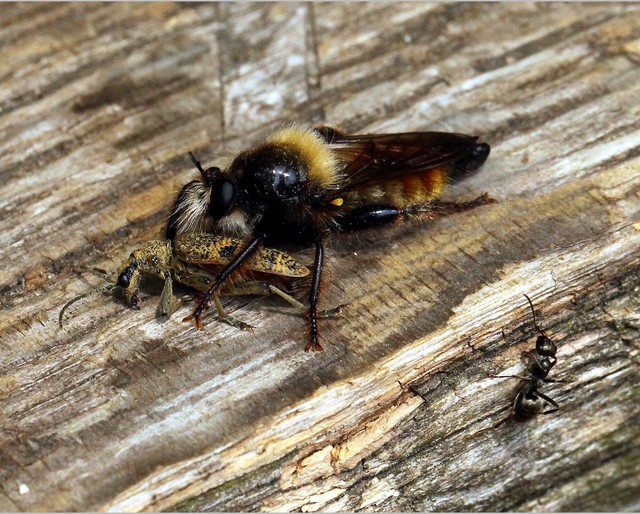 21  Die Mordfliege Laphria Flava Beim Speisen , In Diesem Fall Ein Bockkäfer , Eine Ameise (Lasius) 