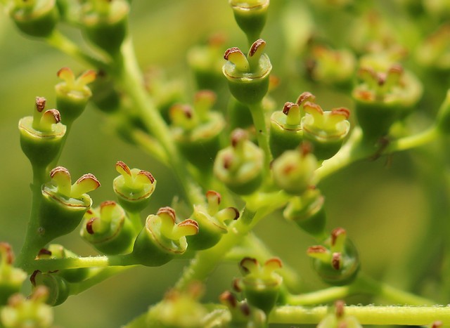 21  Makroaufnahme Von Winzig Kleinen Blütenknospen Einer Dolde  