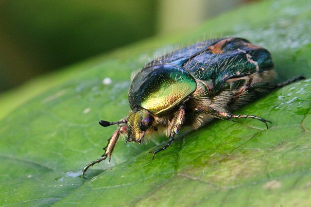 24. Cetonia aurata (Scarabaeidae)