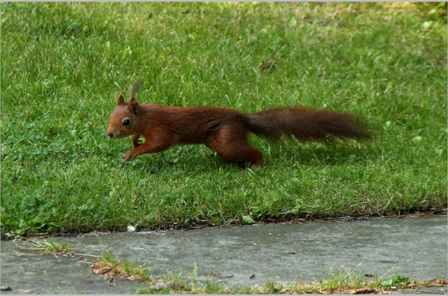 26  Ein Eichhrnchen sprintet zum nchsten Baum .