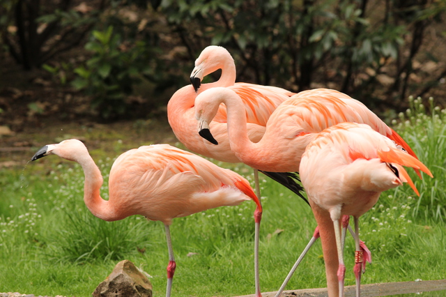 49-Rosa Flamingos (3)