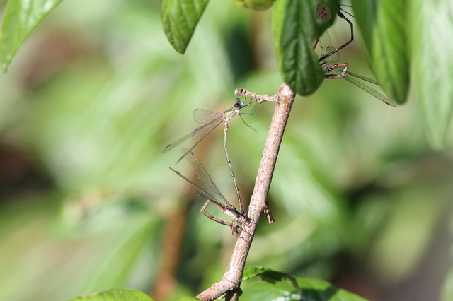 81. Lestes viridis - whrend der Paarung legen die Weibchen die ...