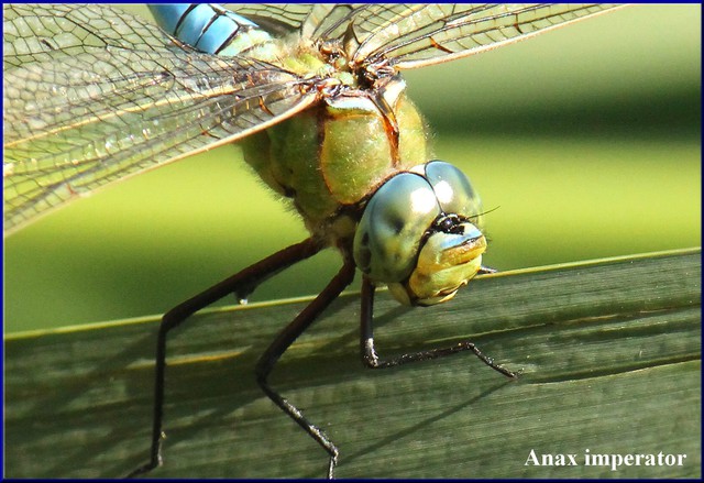 Anax imperator (Aeshnidae , Anisoptera) - Gruga Park , Juli 2013