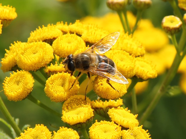 Babcockgelände (3 8 2012)   Eristalis Arbustorum , Syrphidae ; Brachycera Jpg2