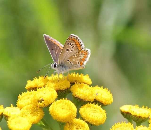 Babcockgelnde (3.8.2012) - Schmetterling aus der Familie der Blulinge ( Lycaenidae )