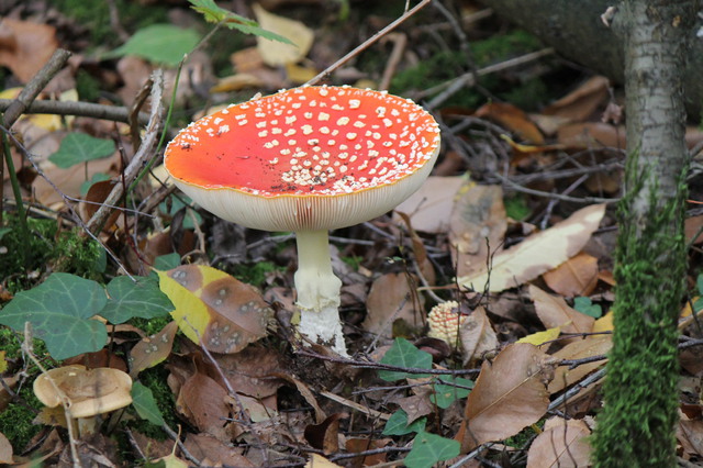 Fliegenpilz auf dem ehemaligen Babcockgelnde