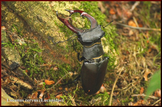 Lucanus cervus 01(Lucanidae , Coleoptera) - Lebendfund aus dem Rotthauser Busch bei Voerde , dem abe