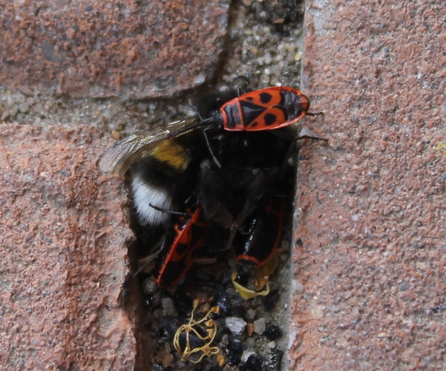 Mehrere Individuen von Pyrrhocoris apterus (Heteroptera) beim Saugen an einer Erdhummel (Bombus terr