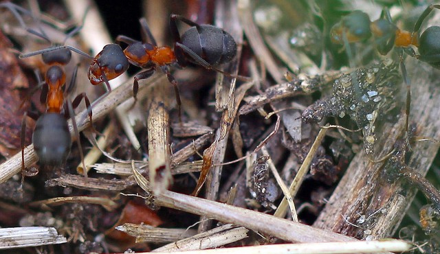 Nest Von Formica Pratensis ( Formicidae , Ordnung Hymenoptera , UO Apocrita)   Babcockgelände 23 6