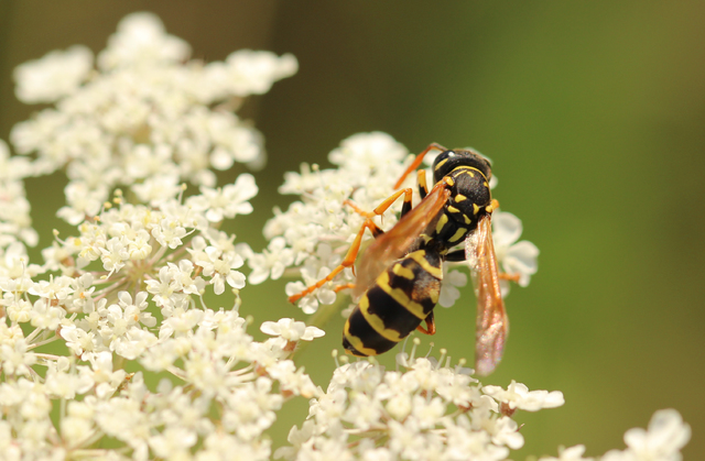 polistes