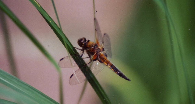 Sf Libellula Quadrimaculata (UO Anisoptera) , Tester Berge   Pentax P30t Mit Teleobjektiv 80   280 M