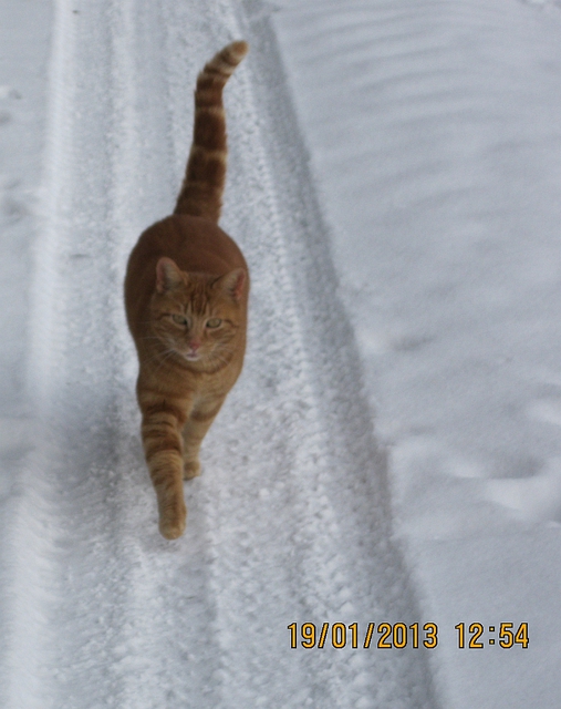 2013 Der Alte/erste Garfield