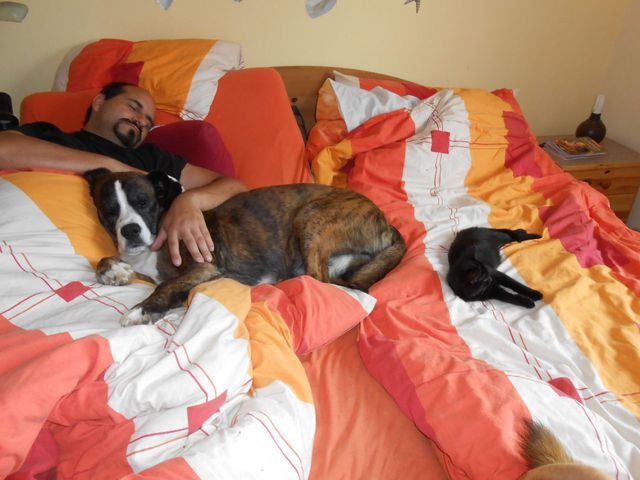 Mit Hund Balu Und Kater Max Im Bett