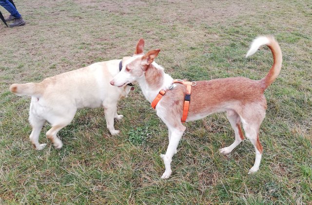 amaru auf der Hundewiese