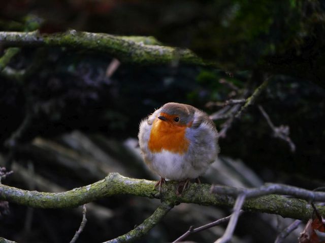 Rotkehlchen (5)