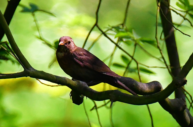 Amsel 1