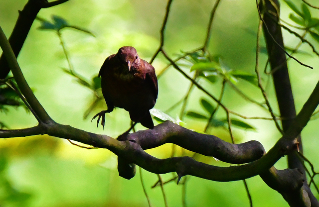 Amsel 2