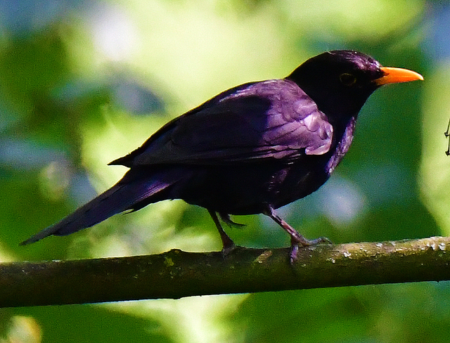 Amsel 3