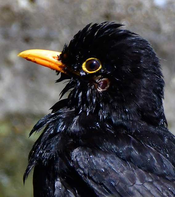 Amsel Wasserbad 2