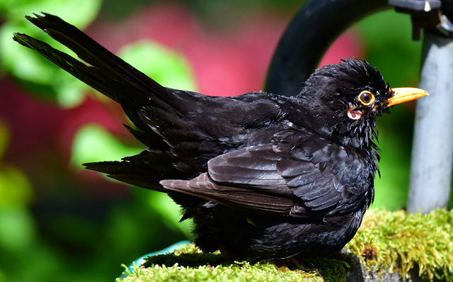 Amsel Wasserbad 3