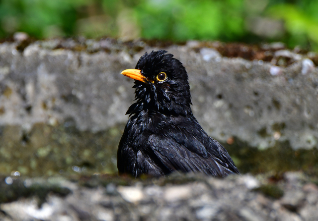 Amsel Wasserbad1