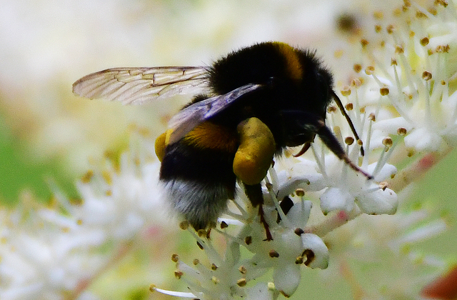 Hummel 1