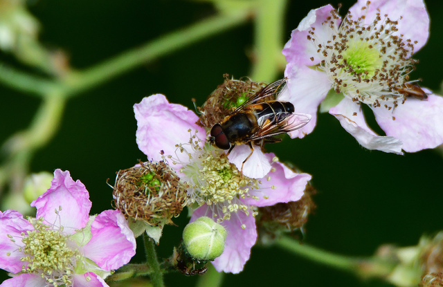 Kleinfleckschwebfliege1