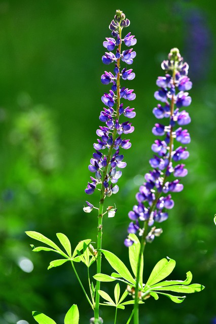 Lupine 1