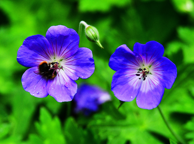 Storchschnabel mit Hummel 1