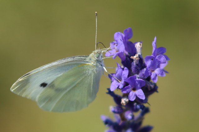 Schmetterling1