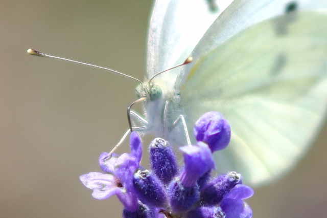 Schmetterling2