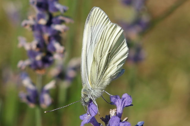 Schmetterling