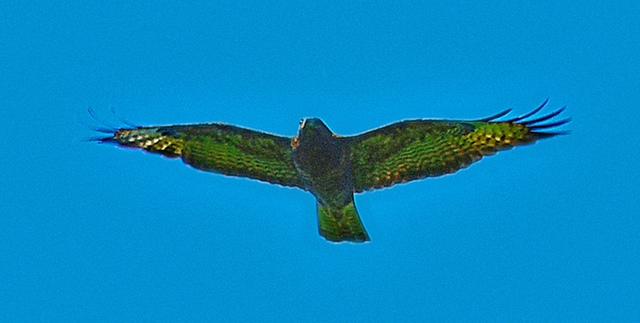 Bussard